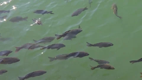 Tranquil Pond with Swimming Fish Stock Footage 337630996