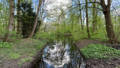 Tranquil Pond with Tree Reflections in Amsterdam Forest Netherlands Stock Footage 334149941