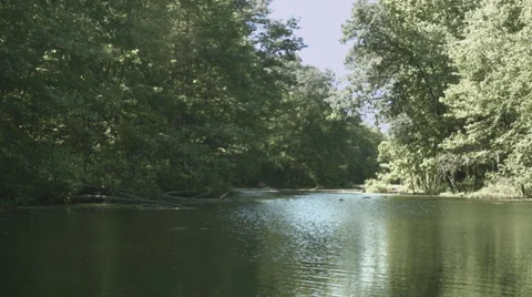 Tranquil Pond View Video stock 50797815