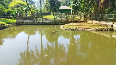 A tranquil pond at a zoo, showcasing two crocodiles swimming in the murky, green Stock Footage 307295603