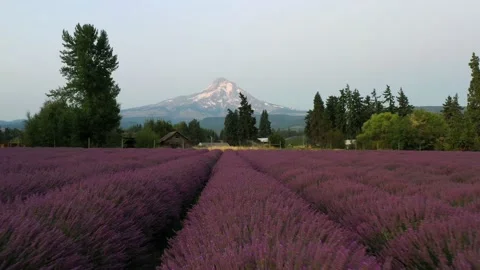 Lavender Snowe Video Stock Videos – Royalty-Free HD & 4K Videos