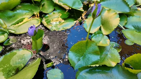 Tranquil Purple Lotus Buds Stock Footage 291393176