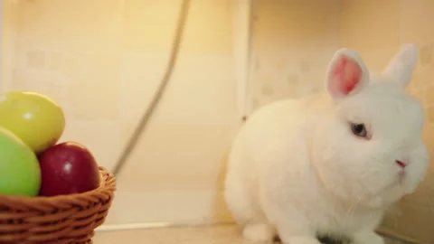 Tranquil rabbit with delicate fur showing calmness in snug corner setting Vidéo 330487440