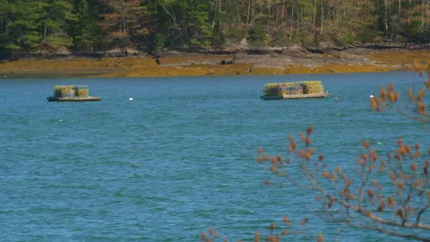 Tranquil since of rack focus from tree limb to floating dock Stock Footage 144438122