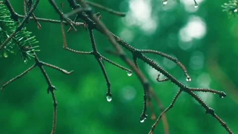 Tranquil raindrops falling - rain clip Stock Footage 233784151