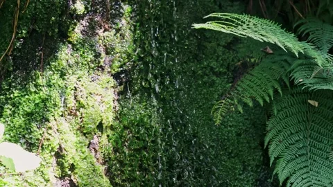 Tranquil Raindrops: A Refreshing Ecosystem in the Green Jungle Stock Footage 247060019