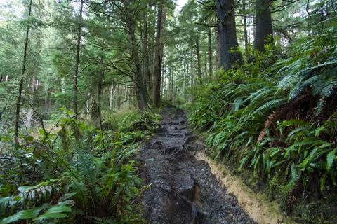 Tranquil Rainforest Trail Stock Photos
