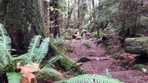 Tranquil rainforest in Vancouver, slider medium shot of vegetation Stock Footage 145113882