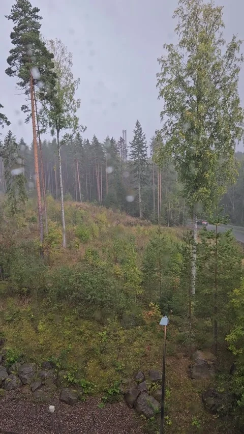 Tranquil Rainy Green Forest Through a Window Stock Footage 297498686