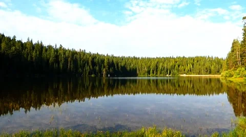 Tranquil Redwood Forest Lake Video stock 40245461