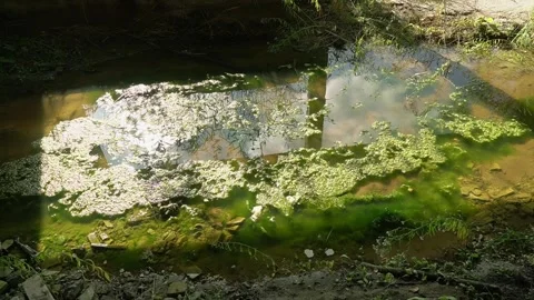 Tranquil Reflections on an Algal-Laden Pond Surrounded by Nature's Serenity Stock Footage 294985509