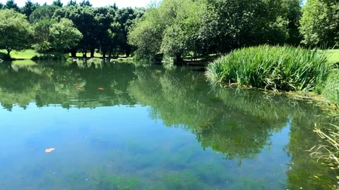 Tranquil Reflections Lake and Trees Stock Footage 276897490