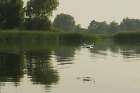 Tranquil Reflections Stock Photos