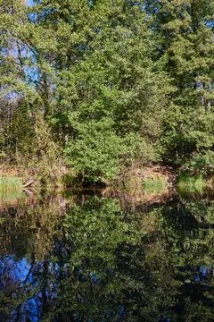 Tranquil Reflections: Trees Mirrored in River Waters Stock Photos