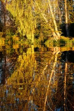 Tranquil Reflections: Trees Mirrored in River Waters Stock Photos