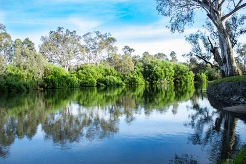 Tranquil reflections of trees river water surface Eucalyptus gum trees blue sky Stock Photos