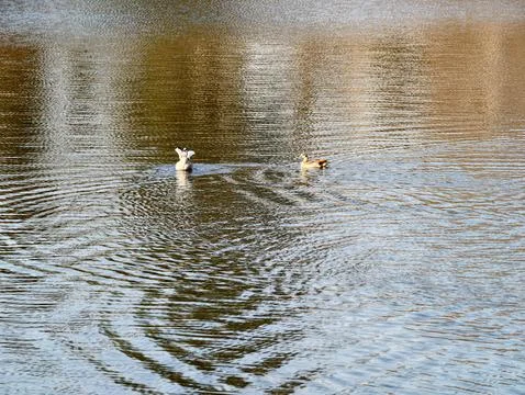 Tranquil reflective water featuring ripples caused by basking Egyptian gees.. 库存照片