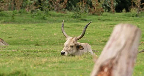 Tranquil Respite: White Bull Resting in the Meadow Stock Footage 254946053
