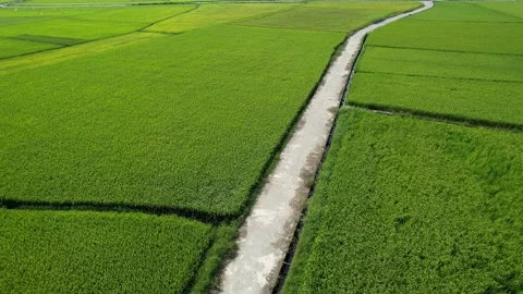 Tranquil Rice Fields Roadscape Stock Footage 289012125