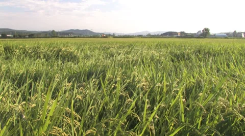 Tranquil Rice Fields: A Serene Landscape Stock Footage 36142239