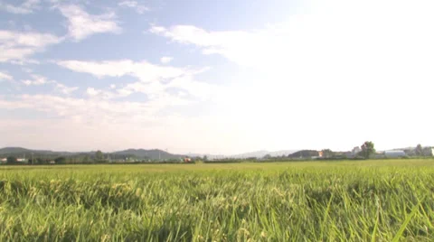 Tranquil Rice Fields: A Serene Landscape Stock Footage 36142440