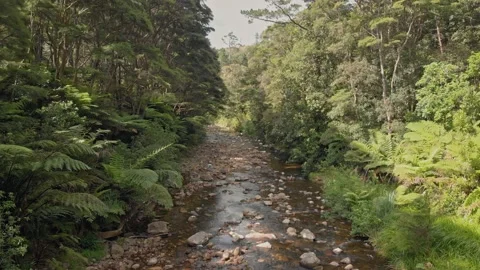 Tranquil River and native bush, Coromandel, New Zealand Stock-Footage 147168192