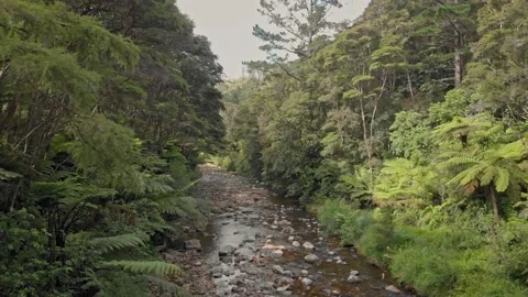 Tranquil River and native bush, Coromandel, New Zealand Stock-Footage 147169123