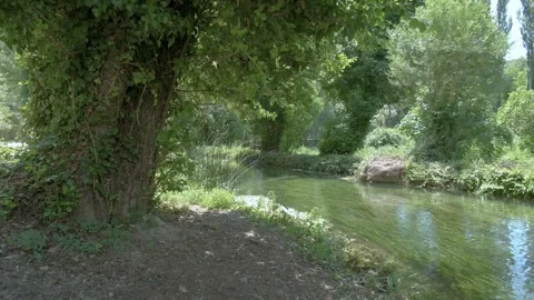 Tranquil river and towering trees create a stunning natural landscape. Stock Footage 259075529