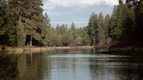 Tranquil River in Evergreen Woods Video stock 82361795