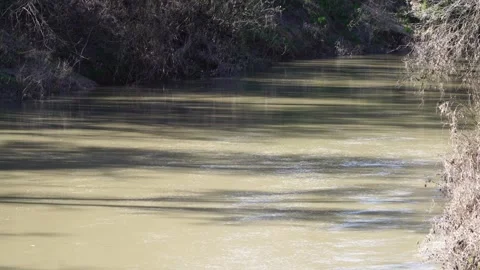 Tranquil River Flow in Woods - San Marcos River Ambiance Video stock 306823785