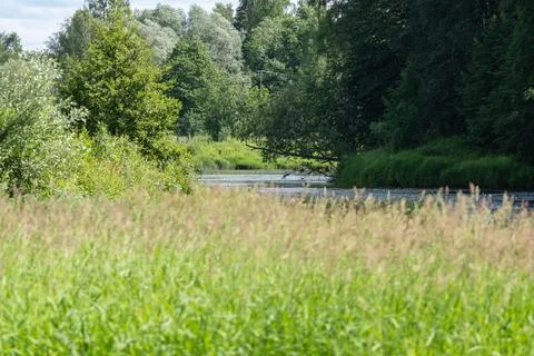 Tranquil River Flowing Through Lush Forest Foto stock