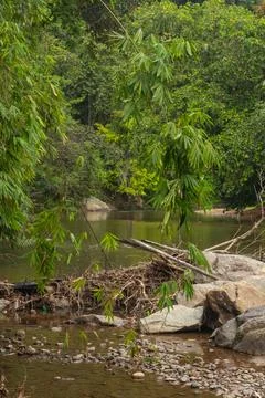 Tranquil River Flowing Through Lush Forest Stock Photos