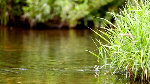Tranquil river flows Stock Footage 52198394
