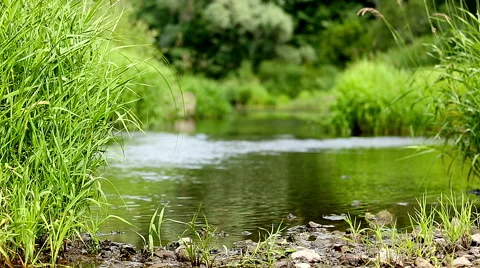 Tranquil river flows Stock Footage 52198475