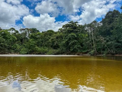Tranquil river in forest environment. Stock Photos