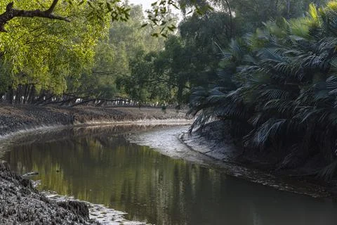 A tranquil river gently curves through the dense mangrove forest at Sundarban. Foto stock