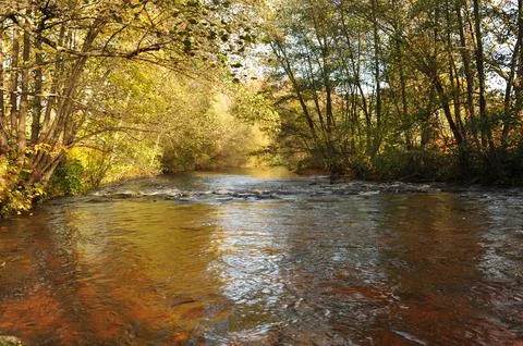 Tranquil river meander through sun bright forest with peaceful reflections .. Stock Photos