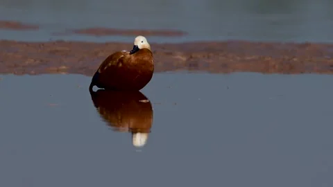 Tranquil river scene featuring a resting Ruddy Shelduck and reflection. Stock-Footage 331074601