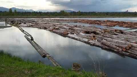 Tranquil River Scene with Floating Logs and Distant Mountains Stock Footage 274464018