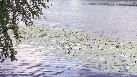 Tranquil river scene Stock Footage 311842303