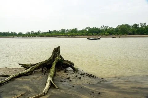 Tranquil River Shore With Weathered Tree Roots, Distant Boats Stock Photos