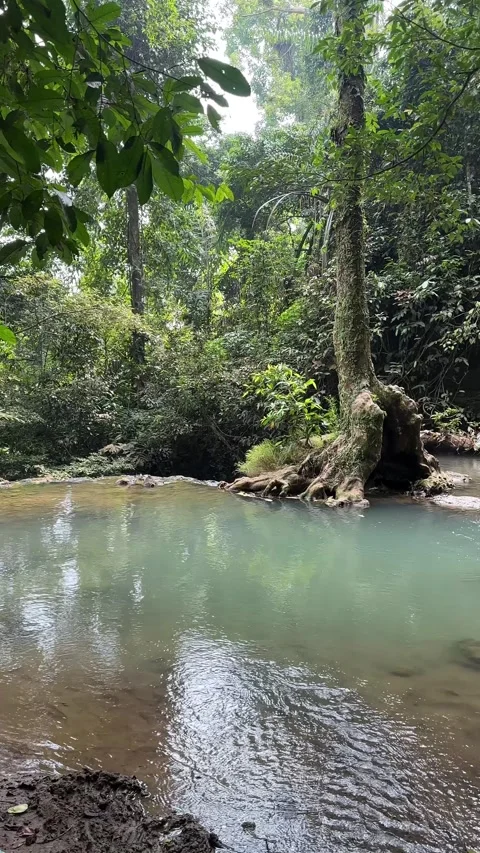 Tranquil River Stream Flowing Through Lush Tropical Forest, Vertical Pan Shot Video stock 324272482