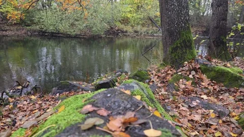 Tranquil River Stream With Moss-Covered Rocks On The Bank Stock Footage 348587551