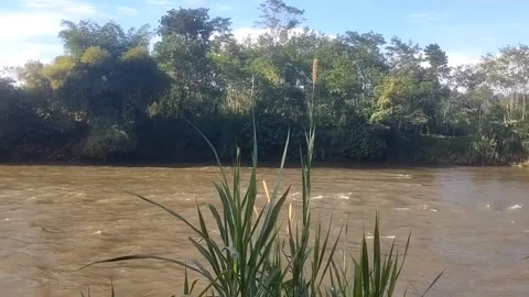 Tranquil River Surrounded by Dense Jungle Stock-Footage 335081466