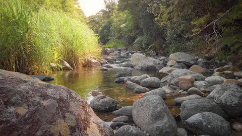 A Tranquil River In A Tropical Forest. Coromandel, New Zealand Stock-Footage 127679895