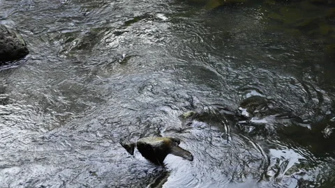 Tranquil river water flowing among rocks Stock-Footage 277338524