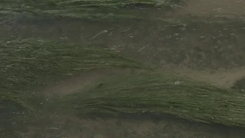 Tranquil river weed flowing in river current 스톡 동영상 77970737