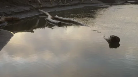Tranquil Riverbank with Floating Logs Under Cloudy Skies at Dusk Stock Footage 331566547