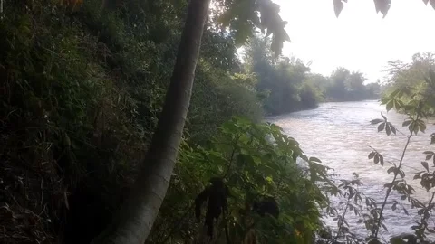 Tranquil Riverbank Wilderness 스톡 동영상 335081407