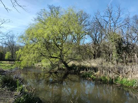 Tranquil riverside scene centered around a large, leaning tree in a natural park Stock Photos